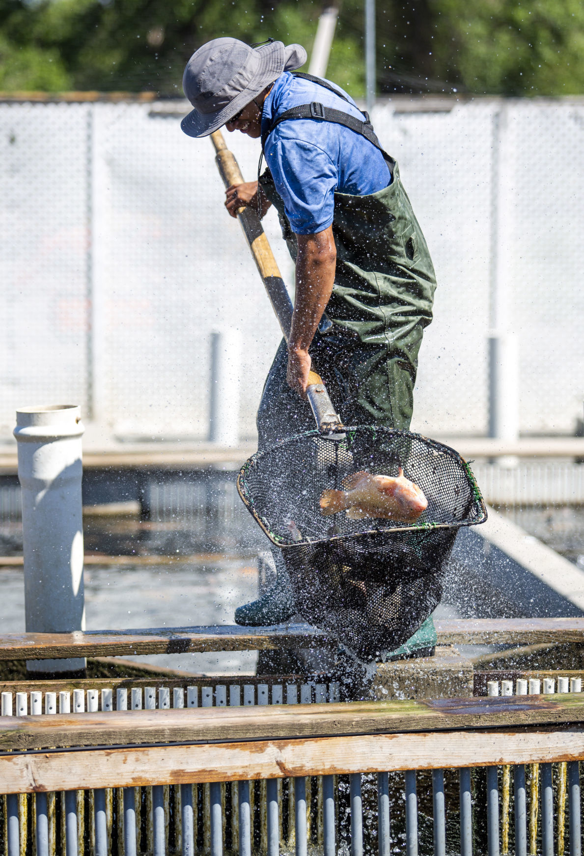 Aquaculture industry takes a hit with coronavirus closures
